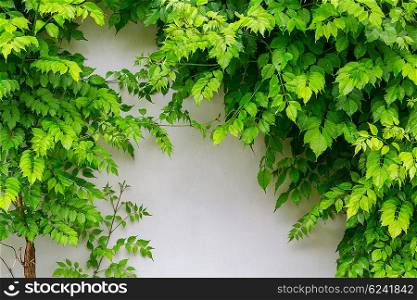 Green leaves on a wall