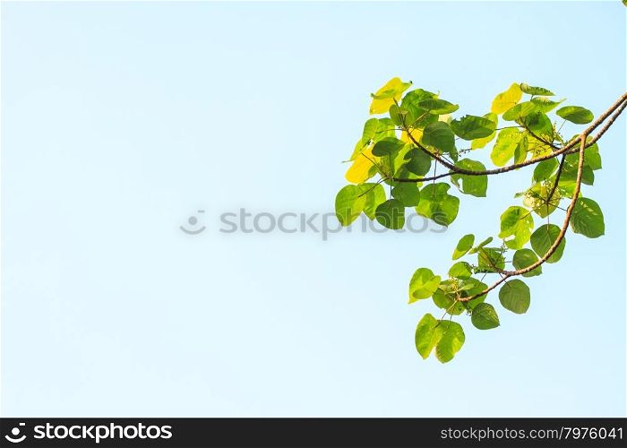 Green leaves on background, can be used as background