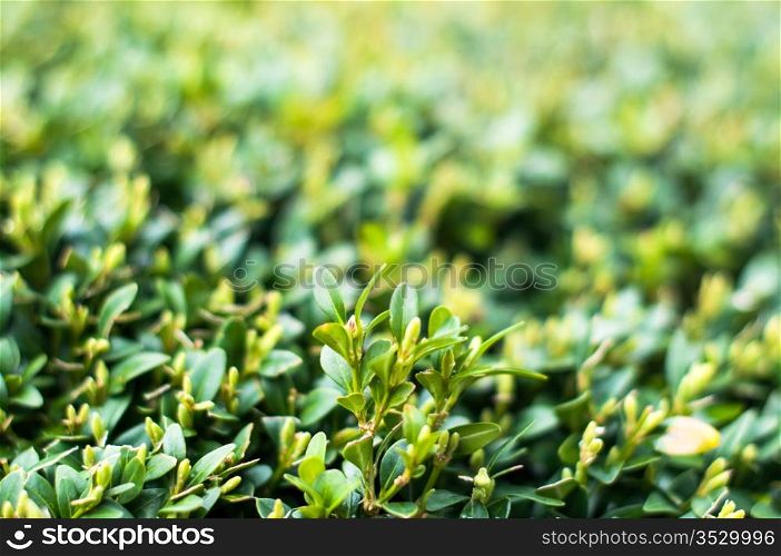 Green leaves on branches of buxus in summer daylight