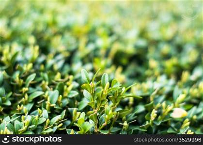 Green leaves on branches of buxus in summer daylight