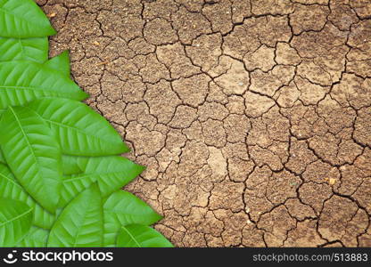 Green leaves on dry cracked earth background, clay desert texture