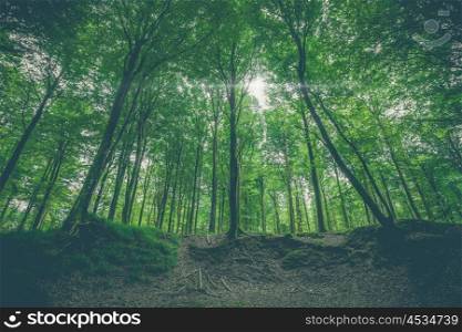 Green leaves on tall trees in a forest at springtime