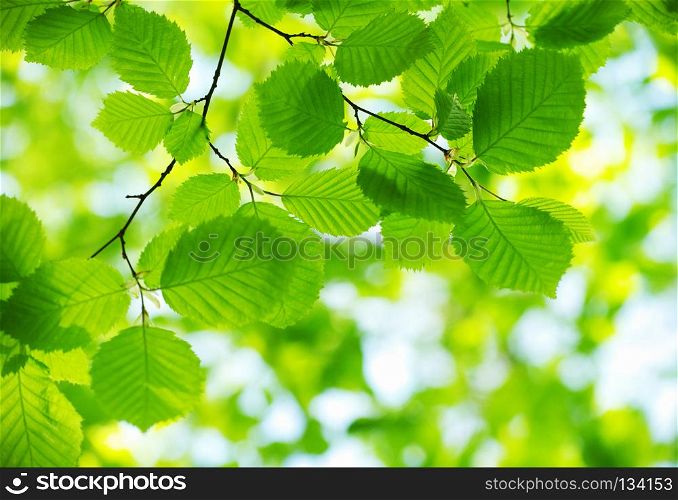 green leaves on the green backgrounds