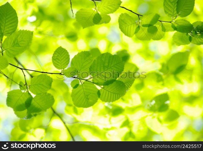 green leaves on the green backgrounds