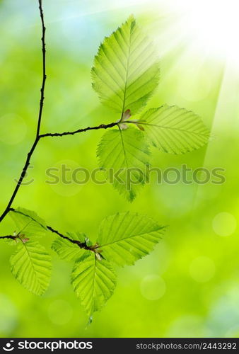 green leaves on the green backgrounds