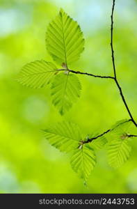 green leaves on the green backgrounds