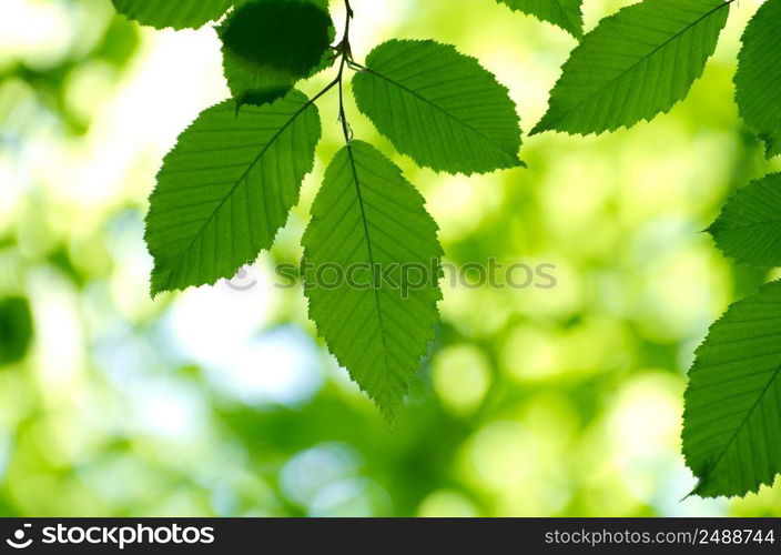 green leaves on the green backgrounds