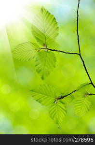 green leaves on the green backgrounds