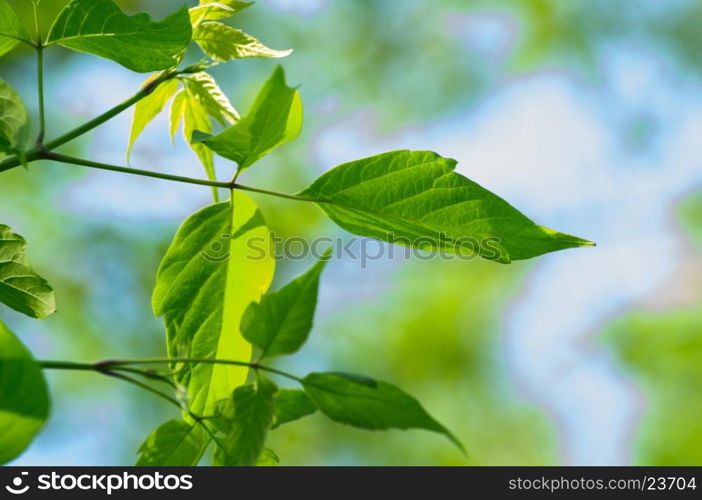 green leaves on the green backgrounds&#xA;&#xA;