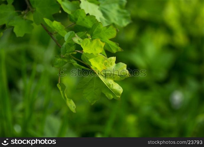 green leaves on the green backgrounds&#xA;&#xA;