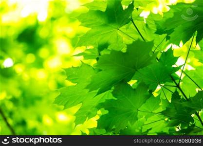 green leaves on the green backgrounds&#xA;&#xA;