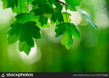 green leaves on the summer forest