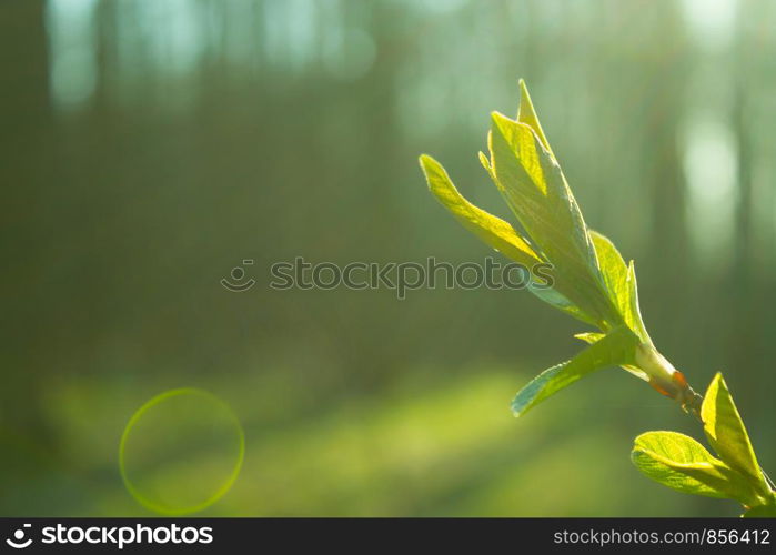 green leaves on the tree in spring