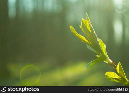 green leaves on the tree in spring
