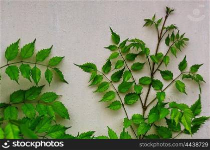 Green leaves on the wall