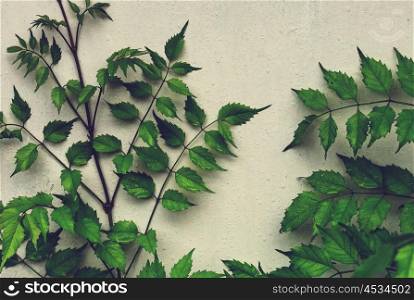 Green leaves on the wall