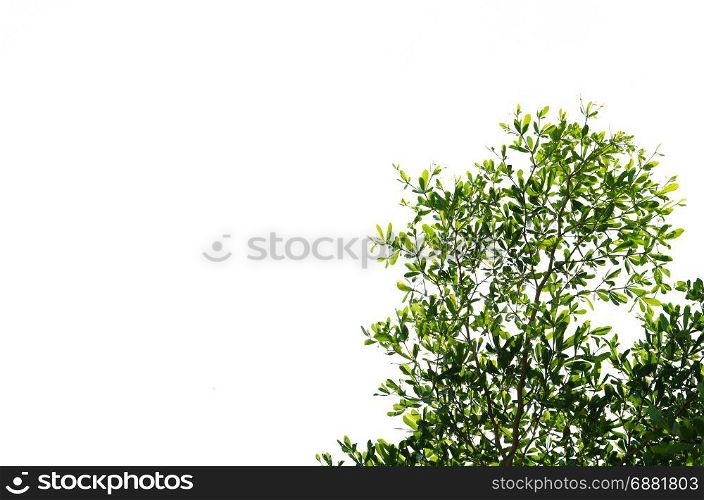 Green leaves on the white background.copy space