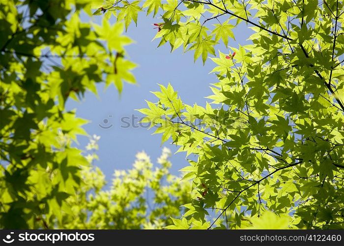 Green leaves on tree