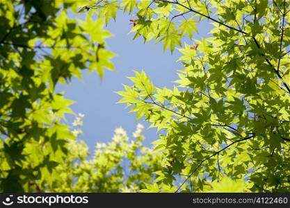 Green leaves on tree