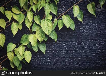 green leaves on wall vines natural green plant leaf texture on dark background
