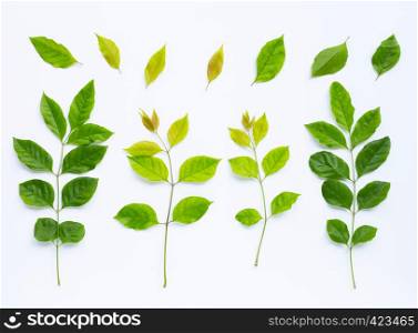 Green leaves on white background. Top view