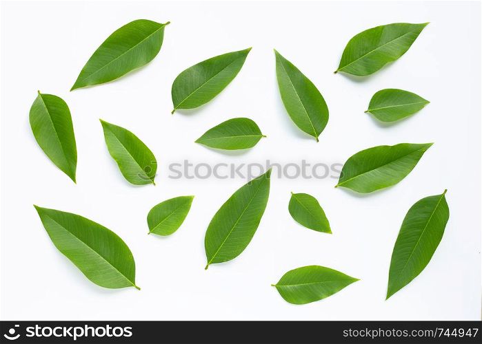 Green leaves on white background. Top view