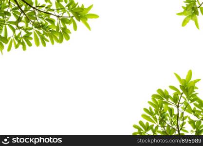Green leaves on white background, with clipping path