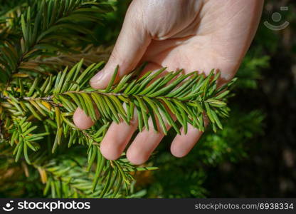 Green leaves over a nature background