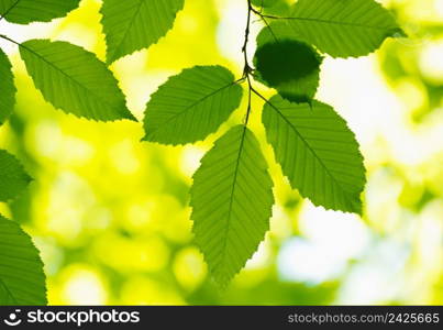 Green leaves over abstract background