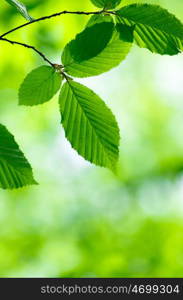 Green leaves over abstract background