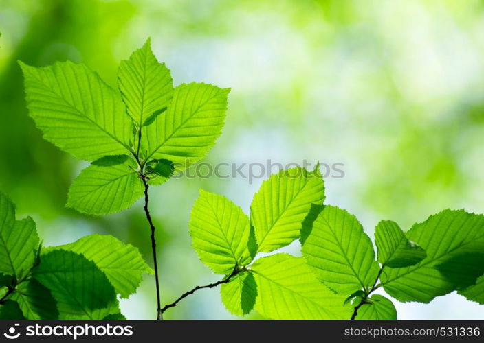 Green leaves over abstract background