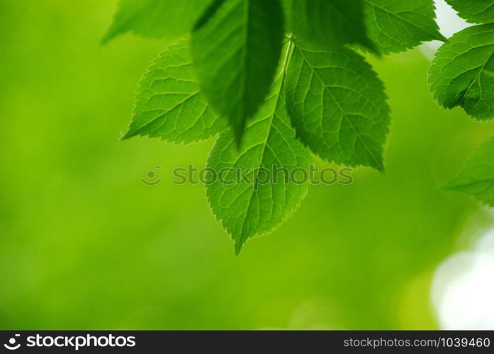 green leaves over green background