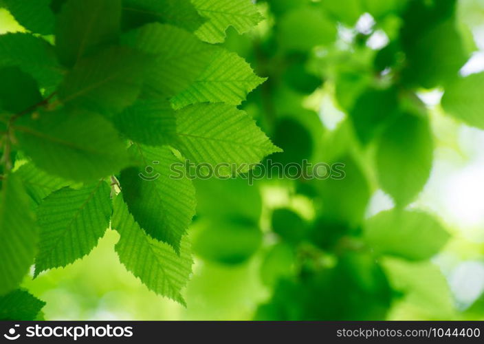 green leaves over green background