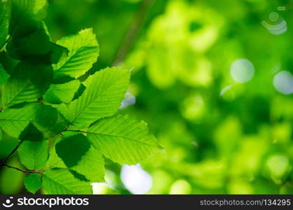 green leaves over green background