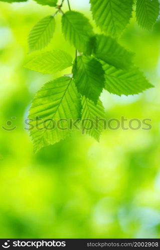 green leaves over green background