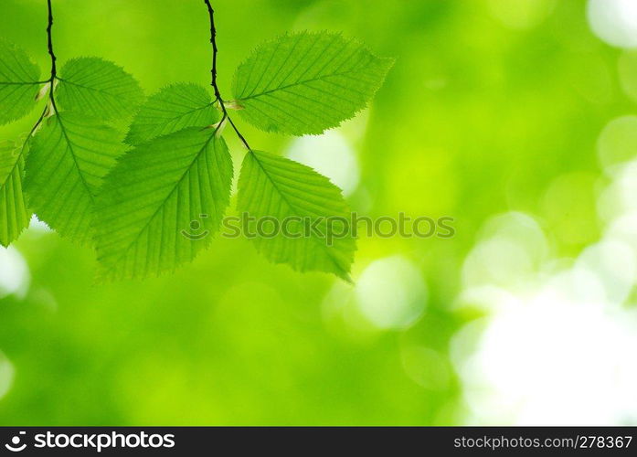 green leaves over green background