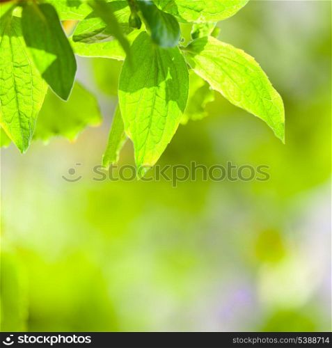 Green leaves over green defocused spring background