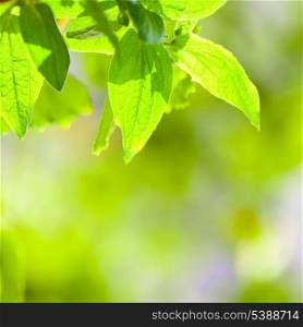 Green leaves over green defocused spring background