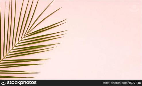 green leaves palm tree with pink copy space background. High resolution photo. green leaves palm tree with pink copy space background. High quality photo