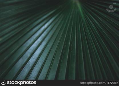 Green leaves pattern background. Fiji Fan Palm, White Elephant Palm, White Backed Palm or Kerriodoxa elegans. Green leaves color tone dark background.
