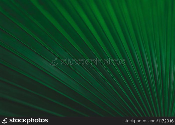 Green leaves pattern background. Fiji Fan Palm, White Elephant Palm, White Backed Palm or Kerriodoxa elegans. Green leaves color tone dark background.