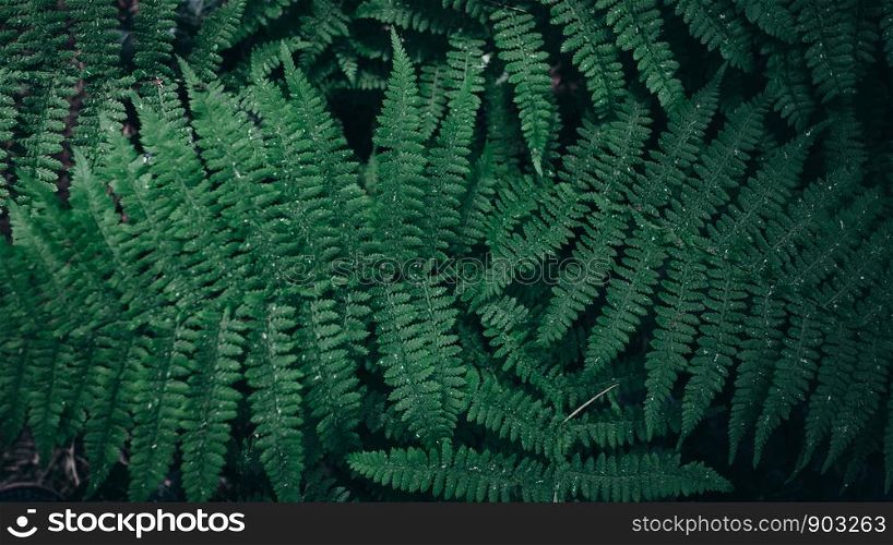 Green leaves pattern background, Natural background