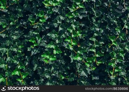 Green leaves pattern background. Natural background and wallpaper. Small green leaves texture. Clean environment. Ornamental plant in the garden. Eco wall. Organic natural background