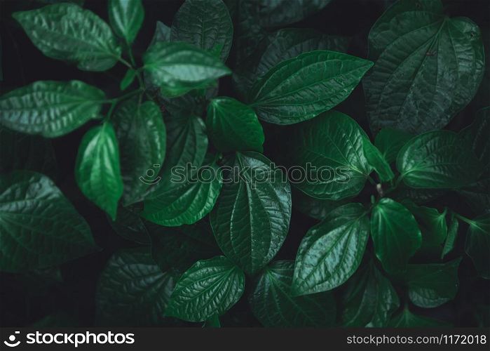 Green leaves pattern background. Wild betel leafbush nature dark green tone background.
