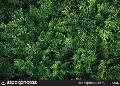 Green leaves pattern in garden. Natural background. Environment . Green leaves pattern in garden. Natural background. Environment concept. Picture for add text message. Backdrop for design art work.