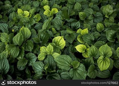 Green leaves pattern in garden, natural texture for abstract background. Environment background concept.