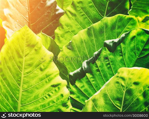 Green leaves pattern in garden with warm light. Abstract nature background.