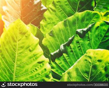 Green leaves pattern in garden with warm light. Abstract nature background.