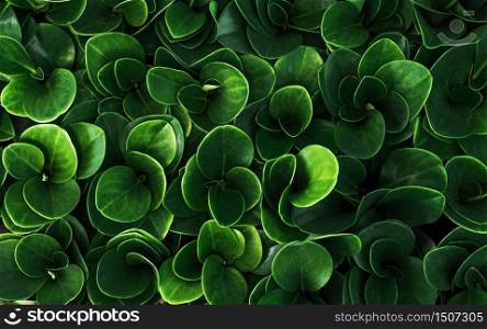 Green leaves pattern in nature. Abstract background.