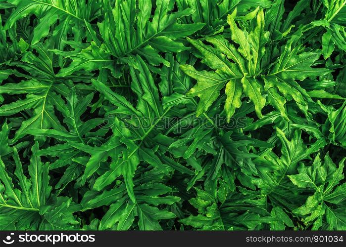 Green leaves pattern in nature. Abstract background.